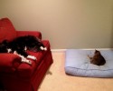 cats-stealing-dog-beds-13