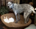 cats-stealing-dog-beds-17