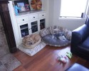 cats-stealing-dog-beds-3