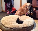 cats-stealing-dog-beds-5