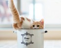 cup-of-cuteness-15