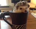 cup-of-cuteness-2