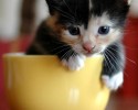 cup-of-cuteness-3