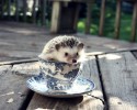 cup-of-cuteness-4