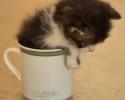cup-of-cuteness-7