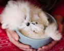 cup-of-cuteness-8