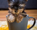 cup-of-cuteness-9