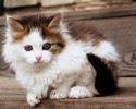 cute-kittens-awesomelycute.com-17