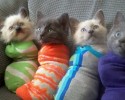 cute-kittens-awesomelycute.com-18