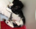 cute-kittens-awesomelycute.com-5
