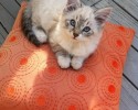 cute-kittens-awesomelycute.com-8