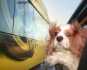 dogs-who-love-to-go-for-a-ride-1