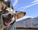 dogs-who-love-to-go-for-a-ride-11