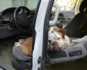 dogs-who-love-to-go-for-a-ride-13