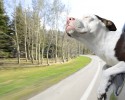 dogs-who-love-to-go-for-a-ride-14