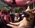 dogs-who-love-to-go-for-a-ride-16