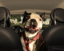 dogs-who-love-to-go-for-a-ride-17