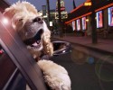 dogs-who-love-to-go-for-a-ride-18