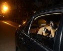 dogs-who-love-to-go-for-a-ride-19