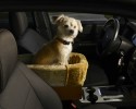 dogs-who-love-to-go-for-a-ride-20