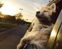 dogs-who-love-to-go-for-a-ride-21