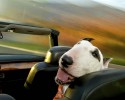 dogs-who-love-to-go-for-a-ride-22