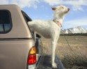 dogs-who-love-to-go-for-a-ride-23