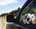 dogs-who-love-to-go-for-a-ride-25