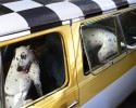 dogs-who-love-to-go-for-a-ride-26