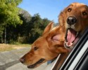 dogs-who-love-to-go-for-a-ride-28