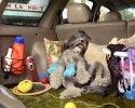 dogs-who-love-to-go-for-a-ride-5