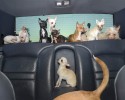 dogs-who-love-to-go-for-a-ride-9