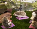 humphrey-the-hedgehog-adventures-11