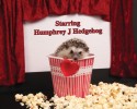 humphrey-the-hedgehog-adventures-15