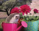 humphrey-the-hedgehog-adventures-5