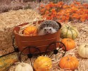 humphrey-the-hedgehog-adventures-8