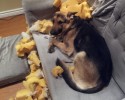 messy-dogs-awesomelycute.com-2