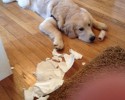 messy-dogs-awesomelycute.com-4