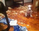 messy-dogs-awesomelycute.com-5
