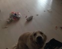 messy-dogs-awesomelycute.com-7