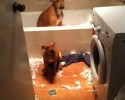 messy-dogs-awesomelycute.com-8