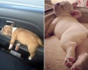 pooped-out-puppies-awesomelycute-com-10