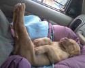 pooped-out-puppies-awesomelycute-com-16