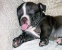 pooped-out-puppies-awesomelycute-com-17