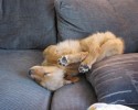 pooped-out-puppies-awesomelycute-com-4