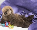 rescued-sea-otter-pup-681-1