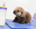 rescued-sea-otter-pup-681-3