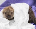 rescued-sea-otter-pup-681-4