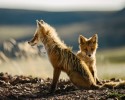 russian-miner-fox-photos-1