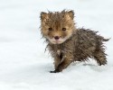 russian-miner-fox-photos-10